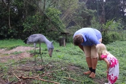 El “hipogrifo” de Harry Potter de la vida real "existe", se llama Sushi, es una cigüeña y vive en Uganda.