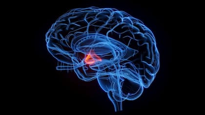 El hipotálamo controla la sincronización de los niveles de hormonas ováricas.