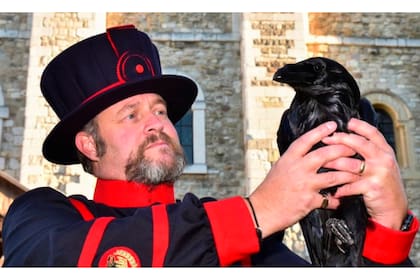 Los beefeaters cuidan a los cuervos de la Torre de Londres para sostener la tradición.