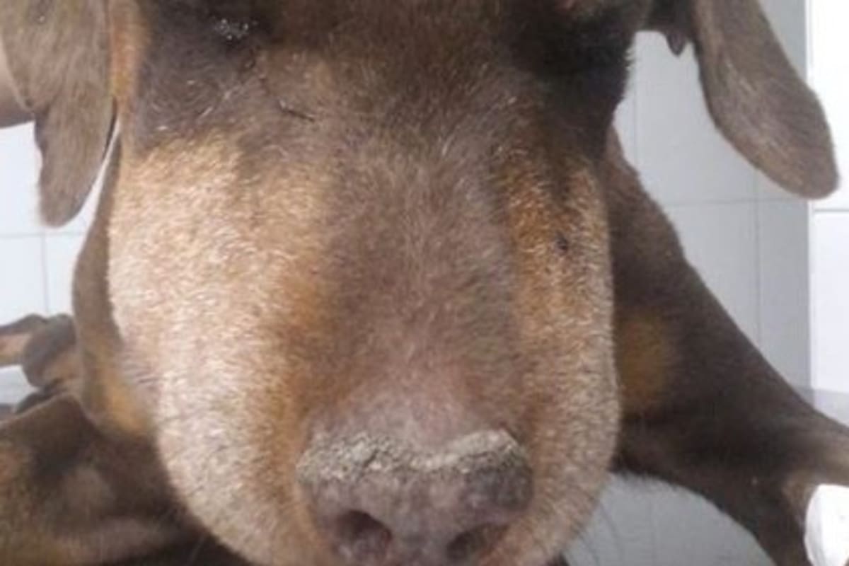 El hocico de Tana se inflamó a causa de la mordedura de la yarará