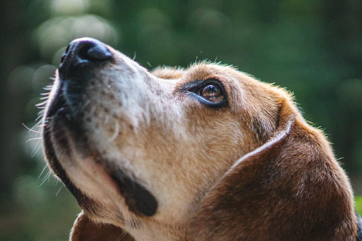 El hocico de un perro puede aportar indicios sobre la esperanza de vida, afirma un estudio científico (Foto Pexels)