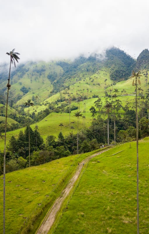 El hogar de las palmeras más altas del mundo fue la inspiración para crear el set de la nueva película de Disney.