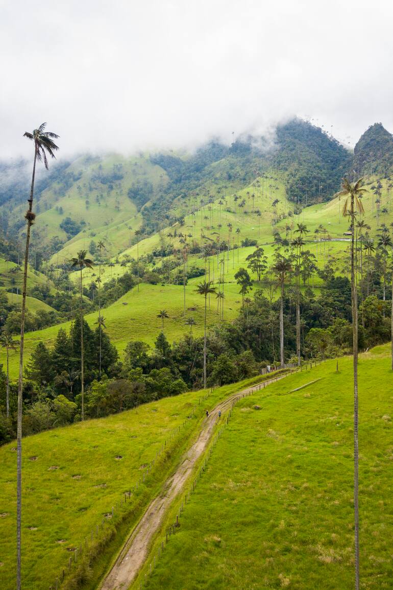 El hogar de las palmeras más altas del mundo fue la inspiración para crear el set de la nueva película de Disney.