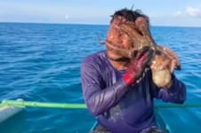 Un pulpo saltó sobre un pescador y se le prendió de la cara: el desesperante video