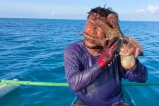 Un pulpo saltó sobre un pescador y se le prendió de la cara