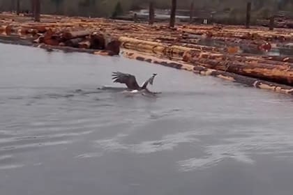 El hombre creyó que el águila estaba herida, ya que nadaba en el agua en lugar de emprender el vuelo