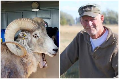 El hombre de 81 años creó un híbrido entre dos especies de cabra