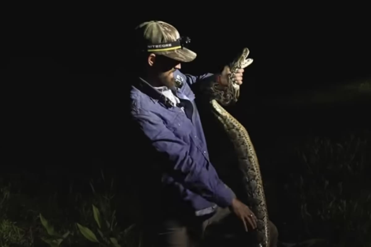 El hombre de Florida sostuvo a la pitón, de más de 20 kilos de peso, con sus propias manos y esta peleó hasta el final