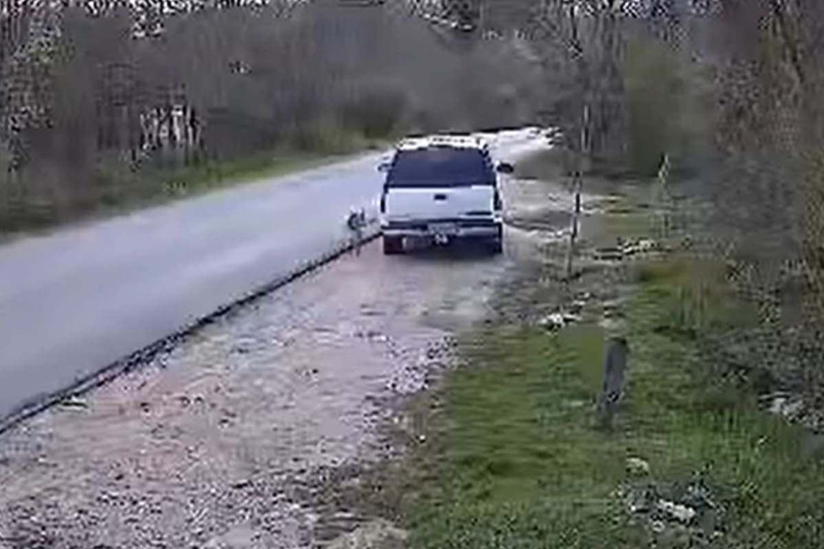 El hombre estacionó su camioneta a un lado de la carretera para bajar a su pastor alemán, luego se alejó del lugar