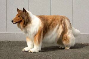 El hombre gastó 15.000 dólares en un disfraz hiperrealista de un collie