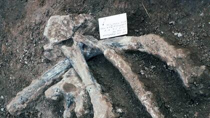Costillas de un mastodonte y vértebras, incluyendo una vértebra con una gran espina neural bien conservada en la excavación