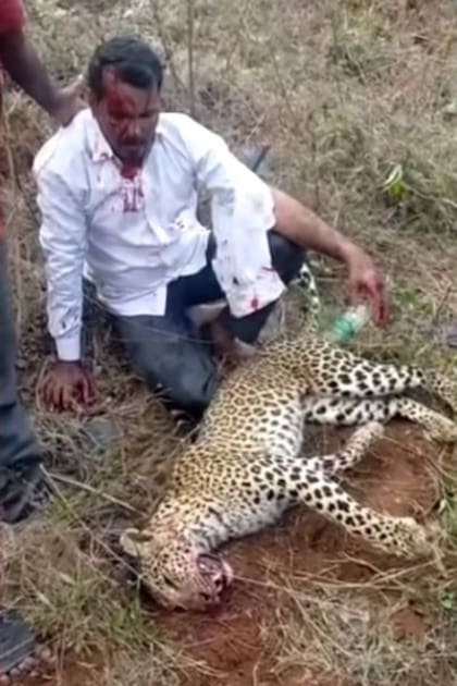 El hombre mató al leopardo poniéndolo contra el suelo y presionándolo con su rodilla, pero terminó la lucha con diversas heridas