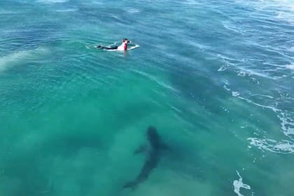 El hombre nadaba en Carolina del Sur cuando fue sorprendido por un tiburón | Foto ilustrativa, no pertenece a los hechos