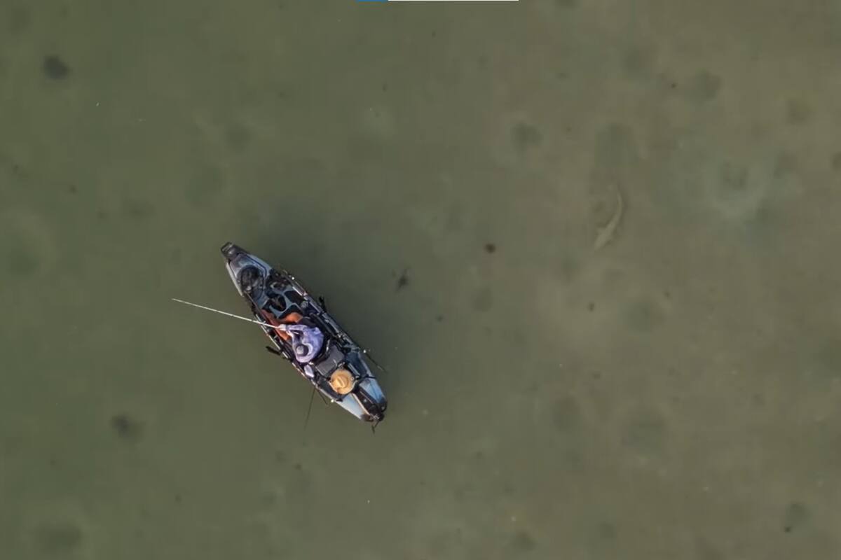 El hombre pescaba tranquilamente sin darse cuenta de que tres tiburones lo acechaban