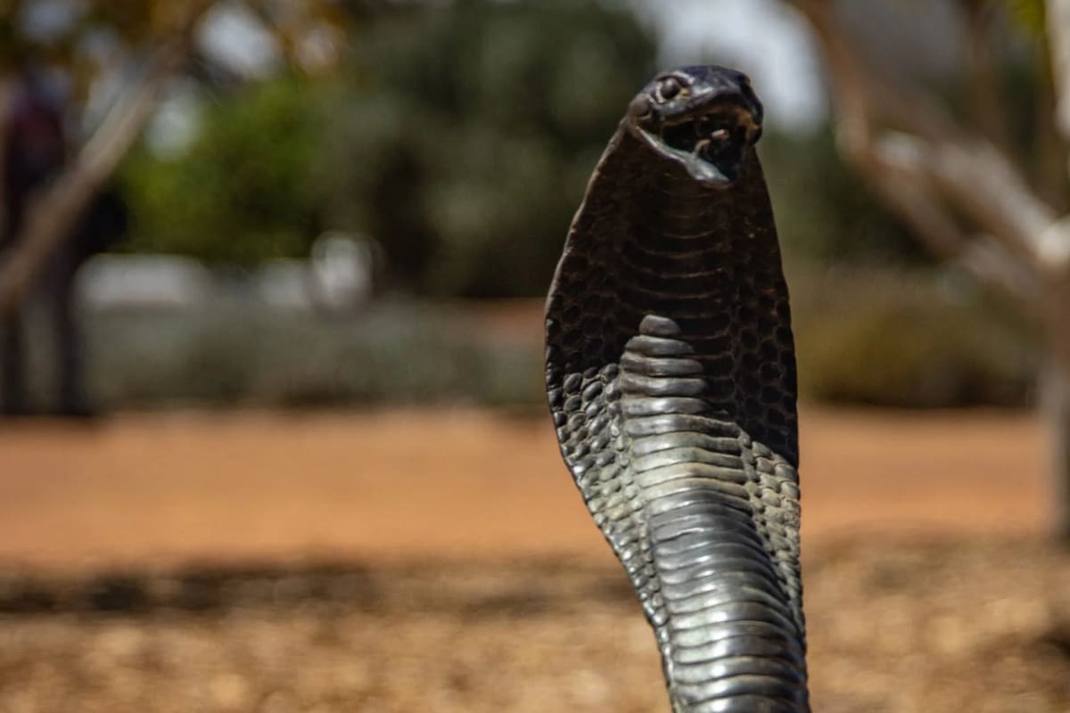 El hombre sufrió graves lesiones y ahora se reveló cómo se encuentra (Foto Pexels)