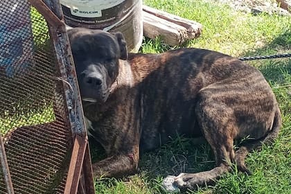 El hombre sufrió traumatismos en brazos, piernas, rostro y en el área genital