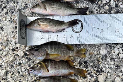 El hombre tenía diversos ejemplares de peces pargo