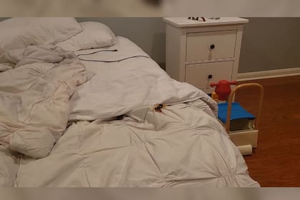 El hombre visualizó al animal en su cama (Foto captura video)