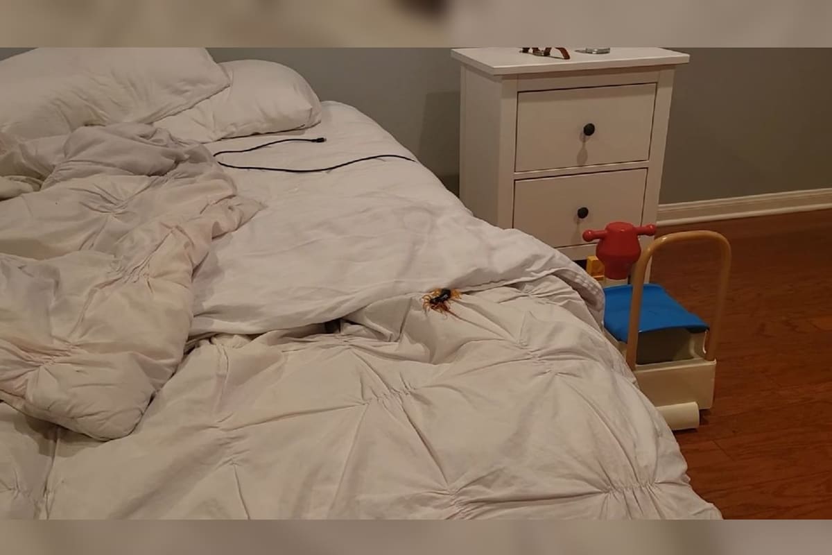 El hombre visualizó al animal en su cama (Foto captura video)