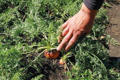 El hombro verde es un proceso que se genera como consecuencia de la síntesis de clorofila en la zona