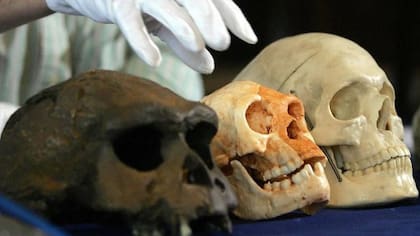 El Homo floresiensis tenía un cráneo del tamaño de un pomelo o toronja y ha desafiado muchas ideas preconcebidas sobre cómo el tamaño del cerebro humano se relaciona con la inteligencia