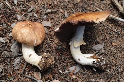El hongo Agaricus julius desempeña un papel importante en el cuidado de los ecosistemas de Colorado (Wikimedia Commons/Coloradomushrooms)