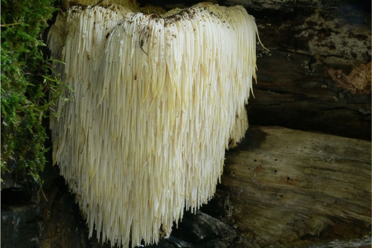 El hongo melena de león es un alimento capaz de regenerar las neuronas y fortalecer la memoria