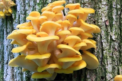El hongo ostra dorado que podría invadir Florida se vende en kits de cultivo y mercados regionales