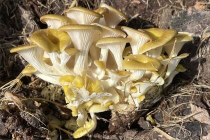 El hongo que podría invadir Florida representa una amenaza directa para el ecosistema regional