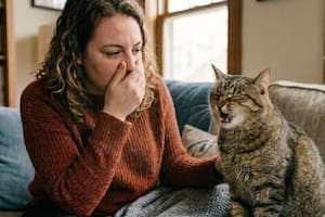 Los gatos pueden contagiar este hongo letal con un solo estornudo