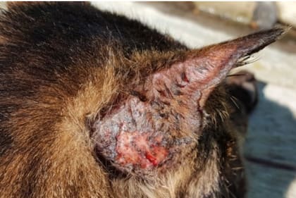 El hongo Sporothrix brasiliensis causa lesiones en la piel de los gatos
