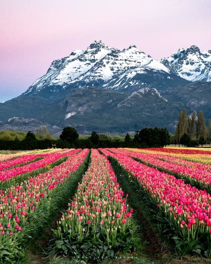 El horario de visita al campo de tulipanes es de 10 a 19 y no hace falta hacer reservas