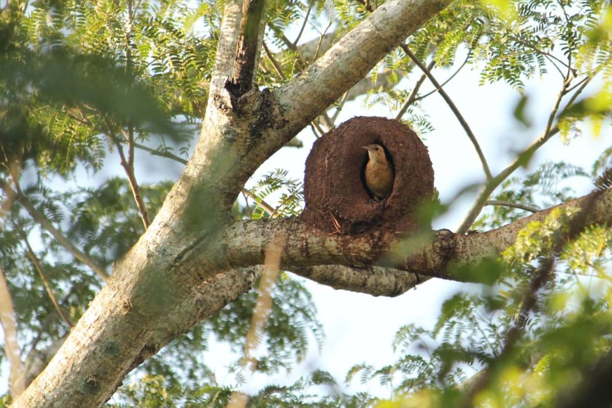 El hornero construye su nido con barro y otros materiales