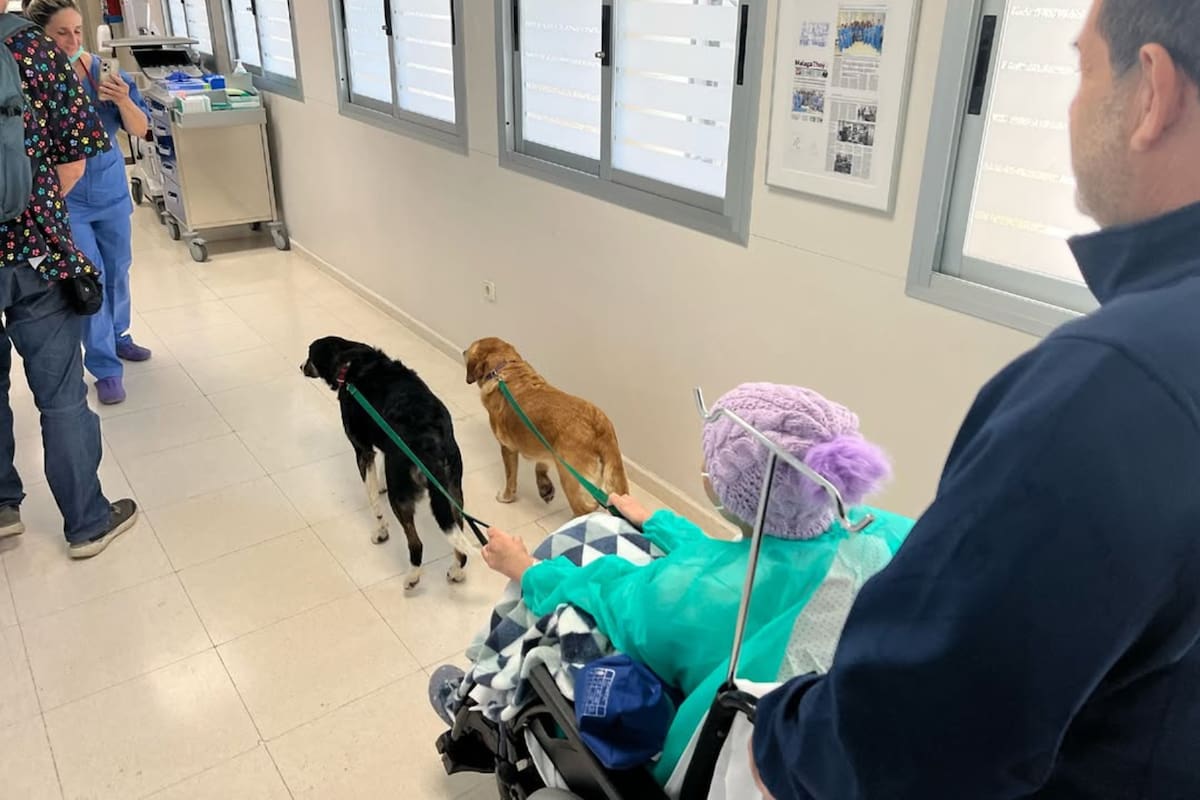 El Hospital de Málaga que implementó un proyecto para acercar las mascotas a los pacientes terminales