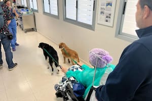 El Hospital de Málaga que implementó un proyecto para acercar las mascotas a los pacientes terminales