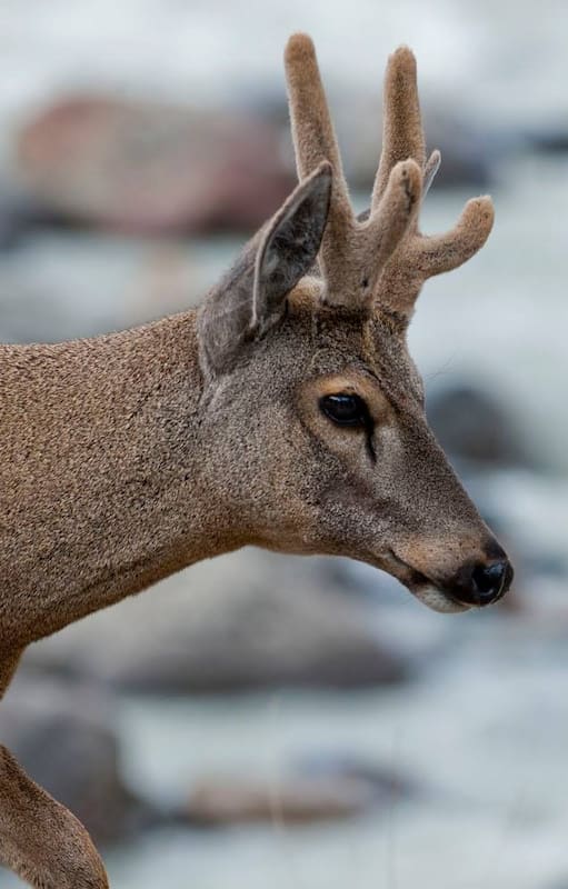 El Huemul es parte de los emblemas del PN Perito Moreno, del PN Los Glaciares y también, a su vez, Monumento Natural.