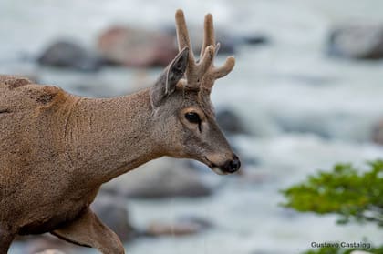 El Huemul es parte de los emblemas del PN Perito Moreno, del PN Los Glaciares y también, a su vez, Monumento Natural.