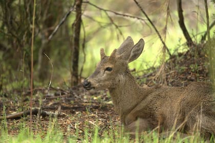 El huemul es una de las dos especies de ciervos nativos de los bosques andino-patagónicos