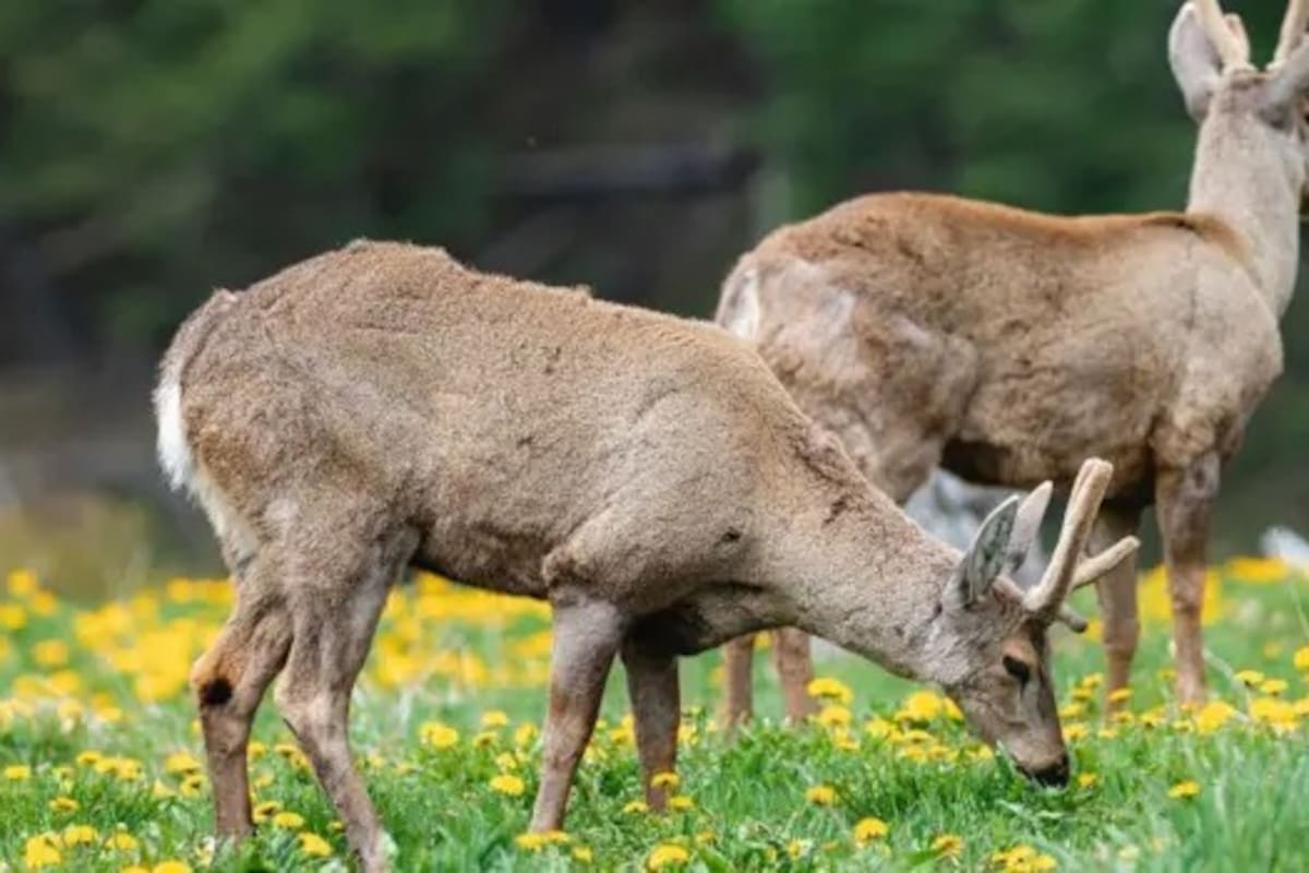 El huemul es una especie que está considerada en riesgo de extinción