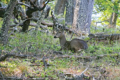 El huemul habita únicamente en los bosques andinopatagónicos