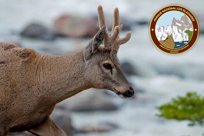 El huemul vive en la patagonia y aparece tanto en el logo del Parque Naciona Perito Moreno como en el del parque Los Glaciares.