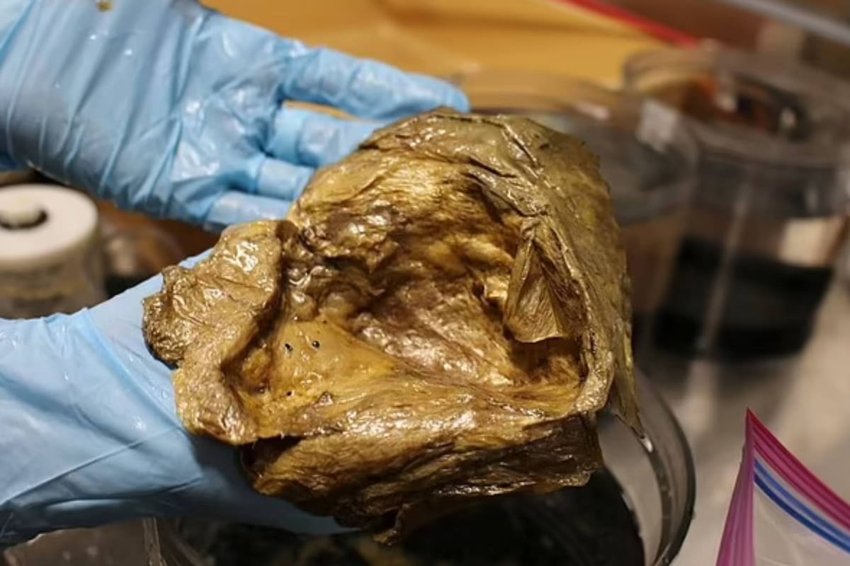 El huevo de oro hallado el 30 de agosto en las profundidades del Golfo de Alaska es analizado por los científicos pero despierta todavía más dudas que certezas