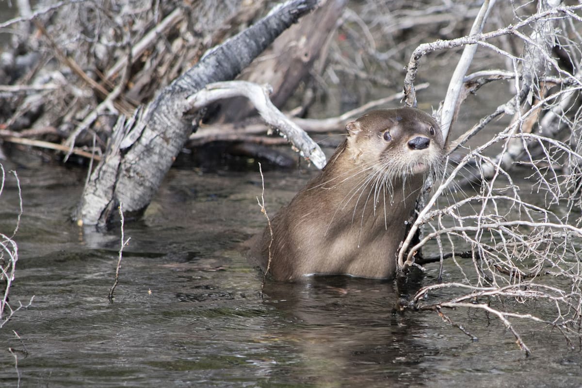 El huillín (Lontra provocax) habría regresado a la zona, tras años sin rastros