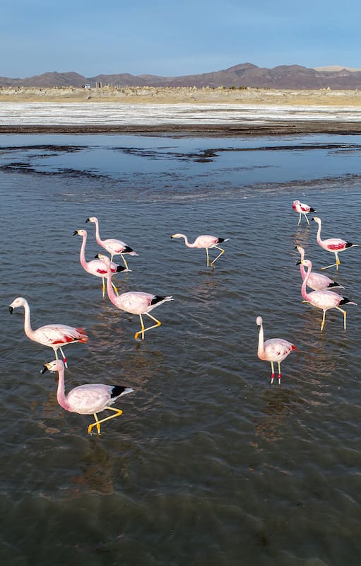El humedal altoandino en el Monumento Natural Laguna de los Pozuelos en Jujuy