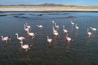 Un día para las aves: cómo se vivió el Global Big Day en los parques nacionales