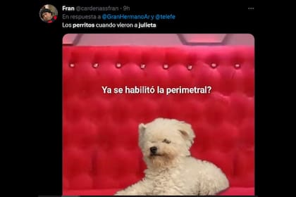 El humor no faltó para hablar sobre Julieta y las nuevas mascotas (Captura video)