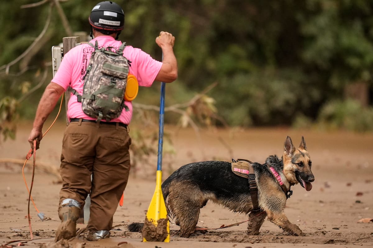 El huracán Helene dejó a su paso devastación en varias localidades de Carolina del Norte y, entre las consecuencias, los refugios de animales de la región quedaron desbordados (AP Foto/Mike Stewart/Archivo)