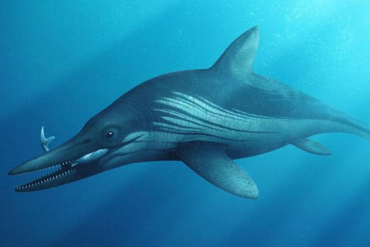 El ictiosaurio variaba en tamaño desde 1 metro hasta más de 25 metros de largo