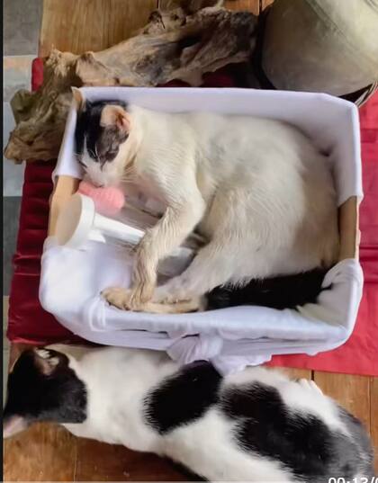 El impactante momento en el que los gatos se acercaron a despedir a su hermano (Foto: Captura TikTok @abatha0125)