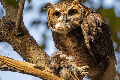 El impactante momento fue capturado por la fotógrafa Josefina Rodríguez